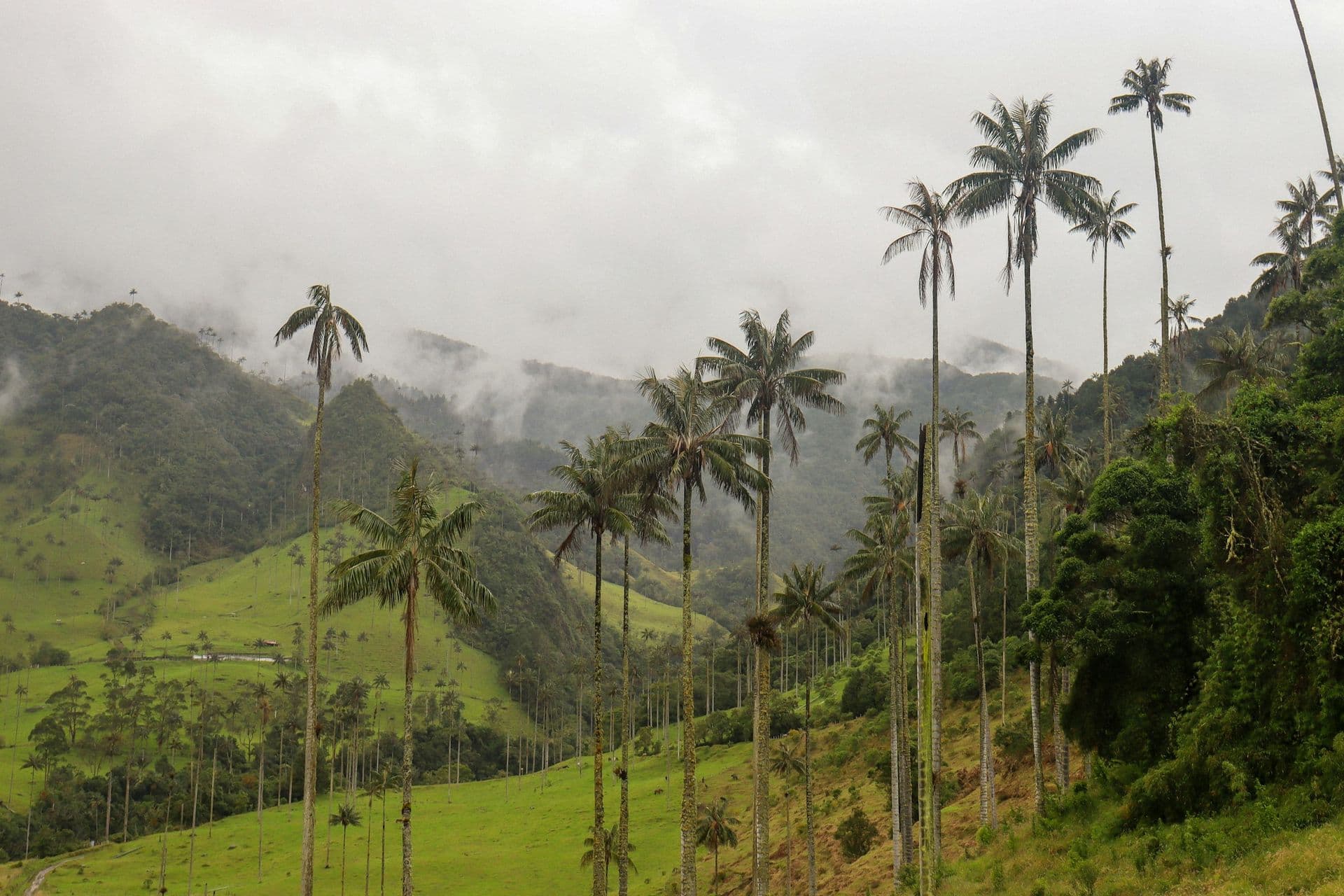 Tall wax palms on green hills in the Cocora Valley