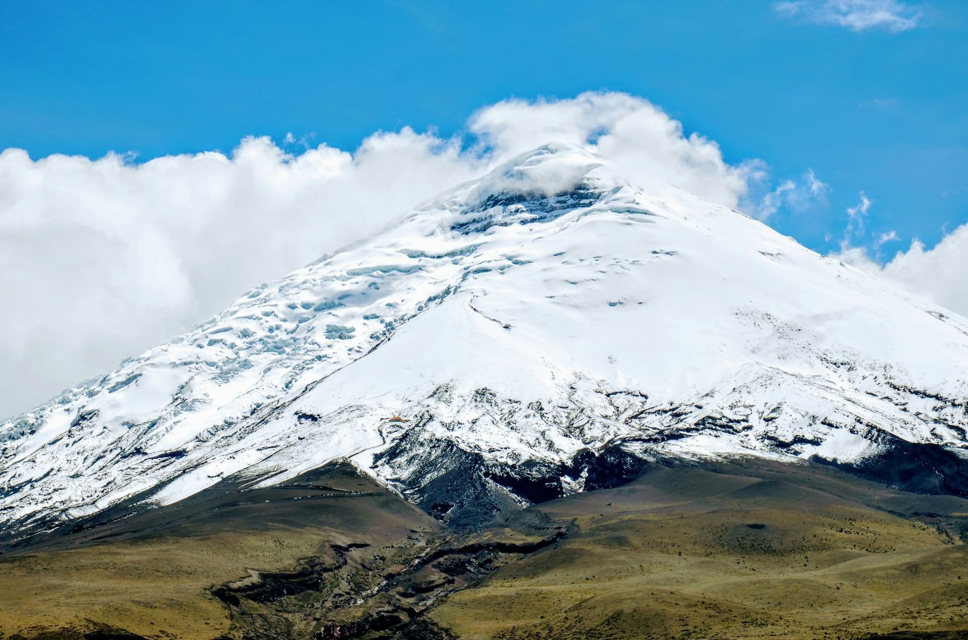 The snow-covered cone of Cotopaxi above golden grassland