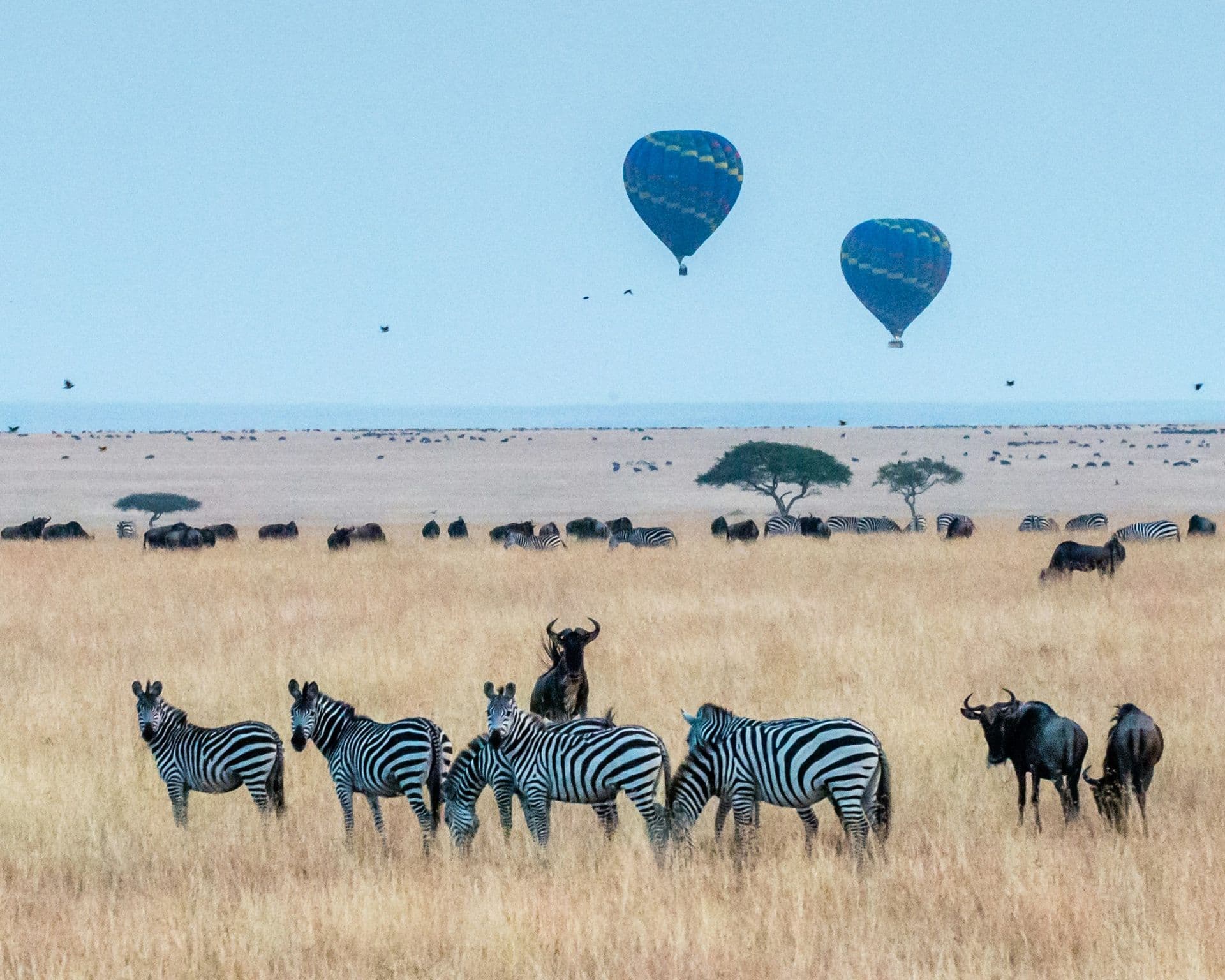 Zebras and wildebeest on the Masai Mara grasslands as hot air balloons drift overhead