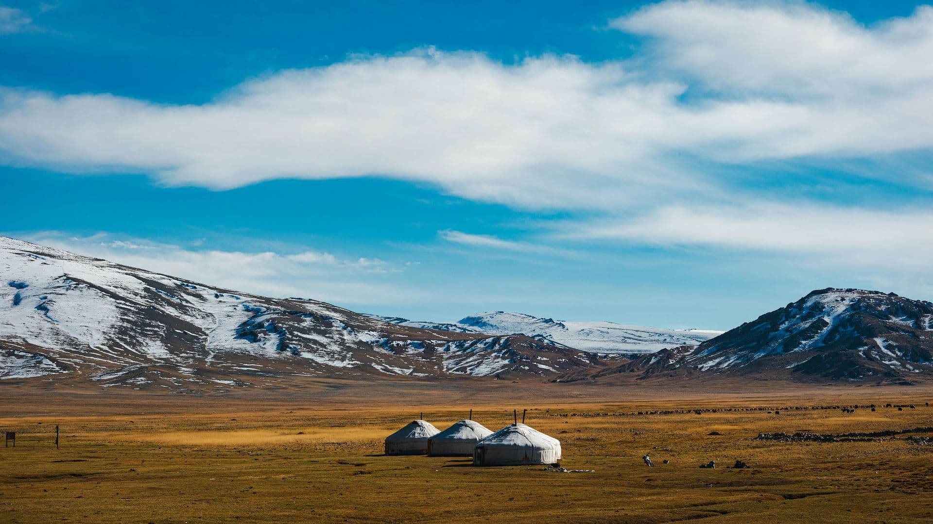 Three white gers on golden steppe below snow-dusted mountains