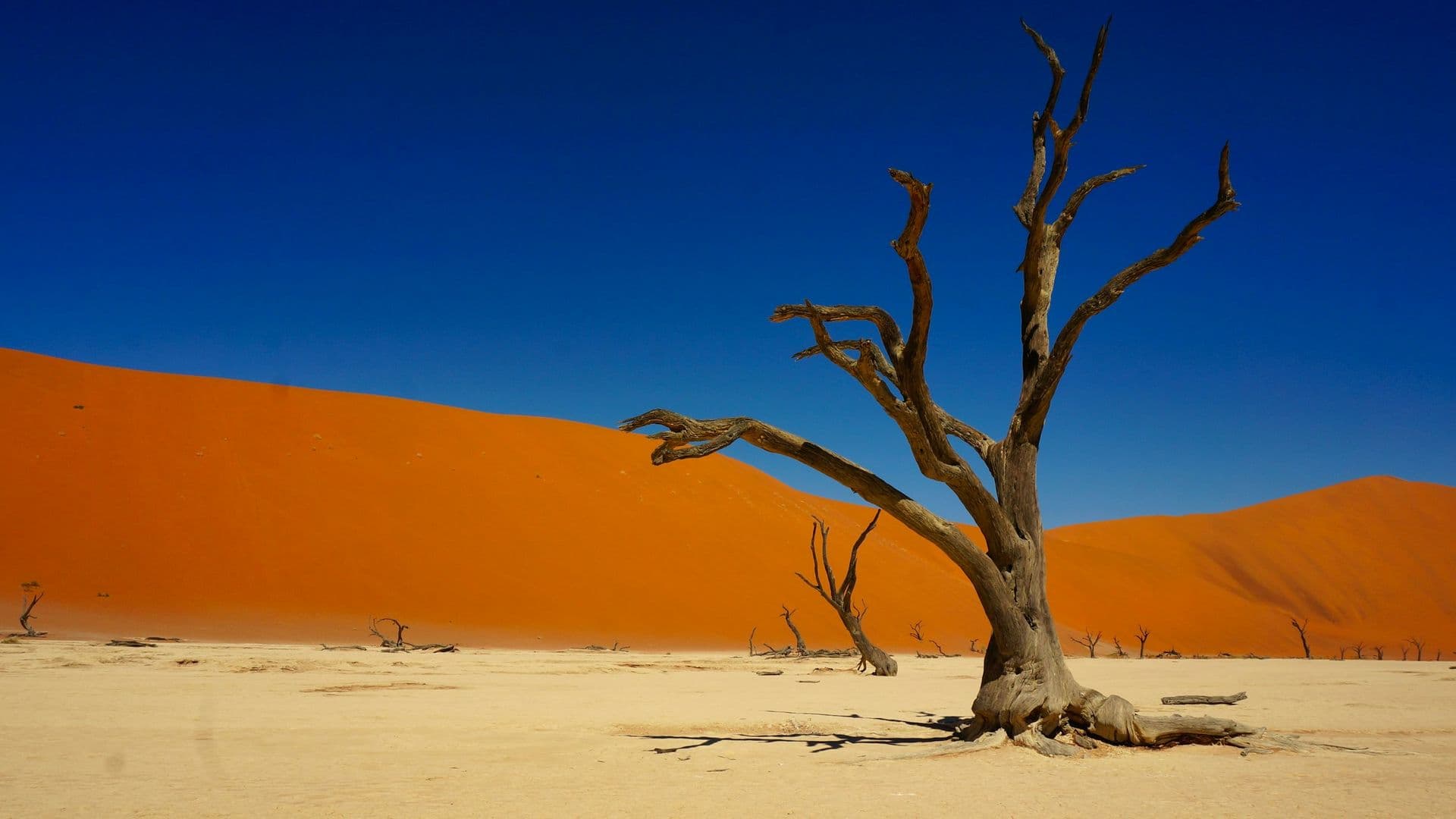 A dead camel thorn tree on the white clay pan of Deadvlei beneath orange dunes